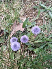 Globularia bisnagarica