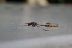 Muscoidea