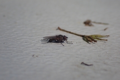 Muscoidea