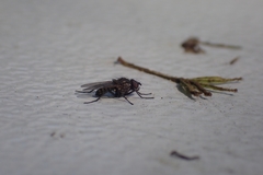 Muscoidea
