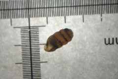 Truncatellina callicratis