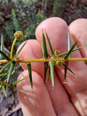 Acacia ulicifolia