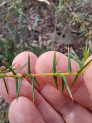 Acacia ulicifolia