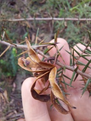 Acacia ulicifolia