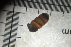 Truncatellina callicratis