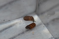 Truncatellina callicratis