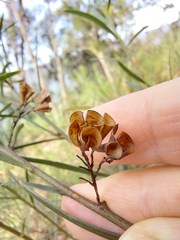 Daviesia leptophylla