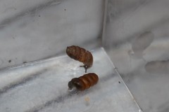 Truncatellina callicratis