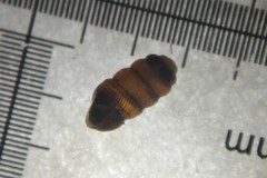 Truncatellina callicratis