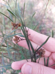 Daviesia leptophylla