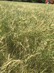 Festuca trachyphylla