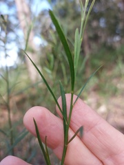 Daviesia leptophylla