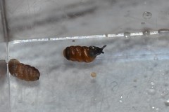 Truncatellina callicratis