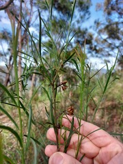 Daviesia leptophylla