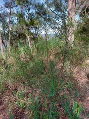 Daviesia leptophylla