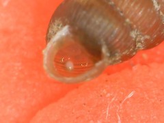 Truncatellina callicratis