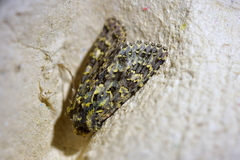 Meterana pictula