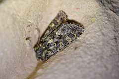 Meterana pictula
