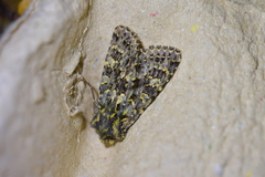 Meterana pictula