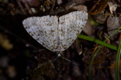 Pseudocoremia monacha