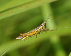 Bermius