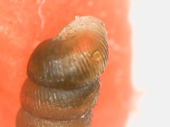 Truncatellina callicratis