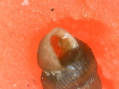 Truncatellina callicratis