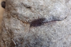 Orchesella villosa