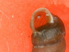 Truncatellina callicratis