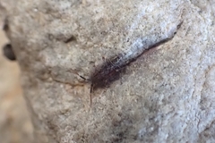 Orchesella villosa