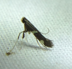 Caloptilia umbratella