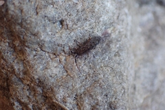 Orchesella villosa