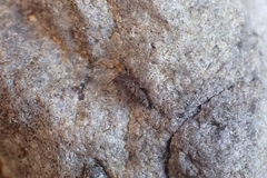 Orchesella villosa