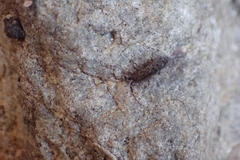 Orchesella villosa