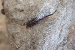 Orchesella villosa