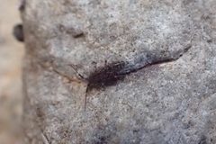 Orchesella villosa