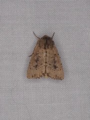 Dasygaster nephelistis