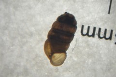 Truncatellina callicratis