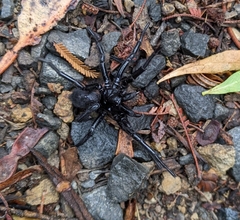 Hadronyche venenata