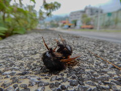 Bombus bicoloratus