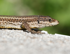 Podarcis vaucheri