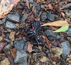 Hadronyche venenata