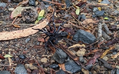 Hadronyche venenata