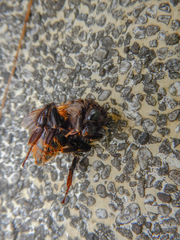 Bombus bicoloratus