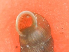 Truncatellina callicratis
