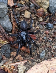 Hadronyche venenata