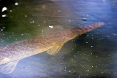 Lepisosteus oculatus