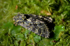 Meterana pictula