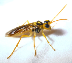 Tenthredo sakaguchii