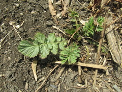 Geum aleppicum